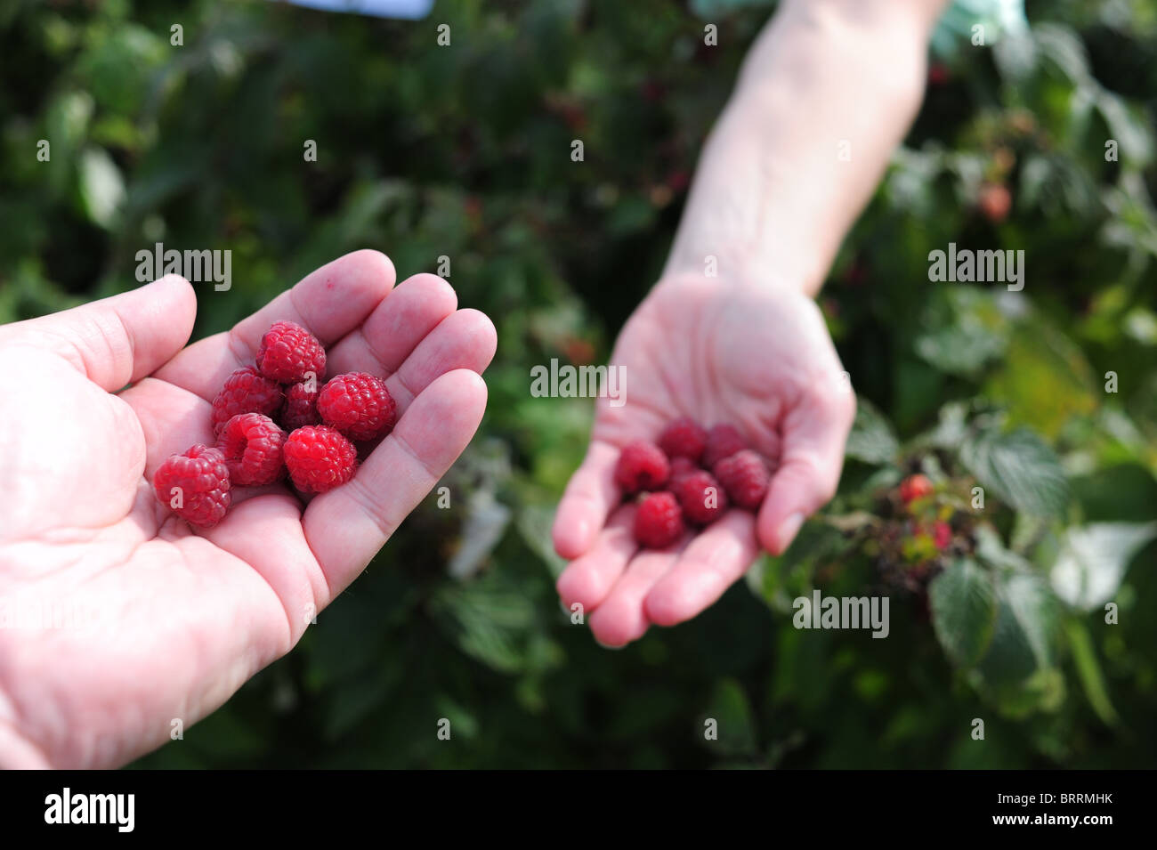 Frisches Obst holen Ihre eigenen roten Himbeeren in der roten Jacke Orchard in Genf New York NY Finger Lakes Stockfoto