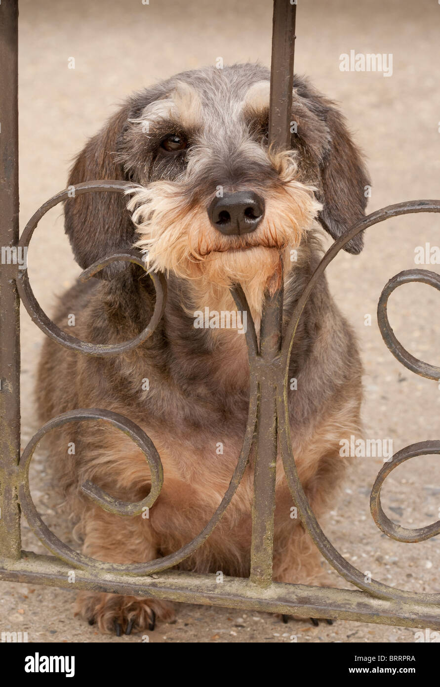 Eine Miniatur Drahthaar Dackel Hund sitzen Blick sehnsüchtig durch ein schmiedeeisernes Tor Stockfoto