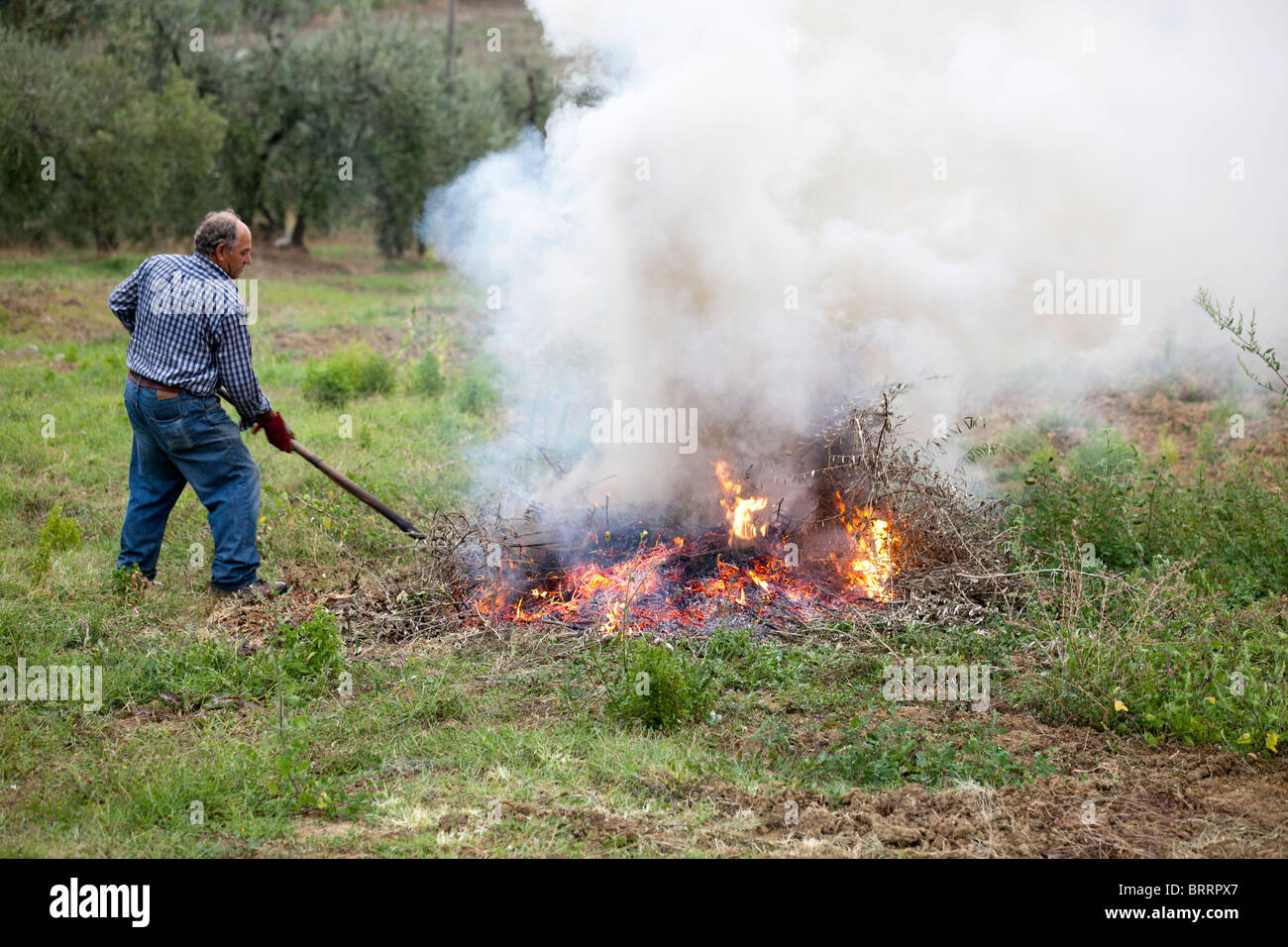 Ein Arbeitnehmer tendenziell ein Feuer von weggeworfenen Olivenbaum Zweige in einem Olivenhain gemacht Stockfoto