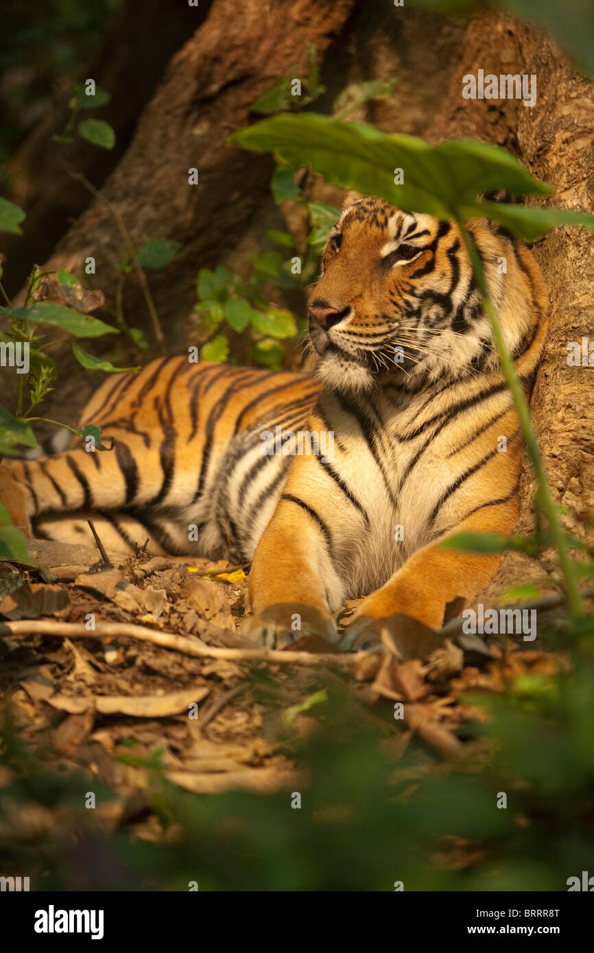 Ein Tiger, als ein junges von Wilderern gerettet sitzt am Fuße eines Baumes in einer sicheren Verbindung in Laos. Stockfoto