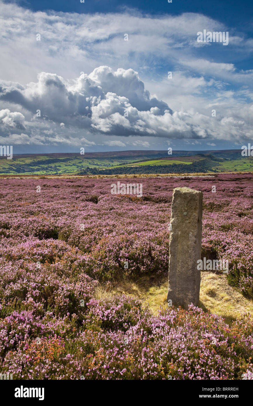 Standing Stone in der Nähe von Danby Beacon auf Lealholm Hochmoor, North York Moors National Park Stockfoto