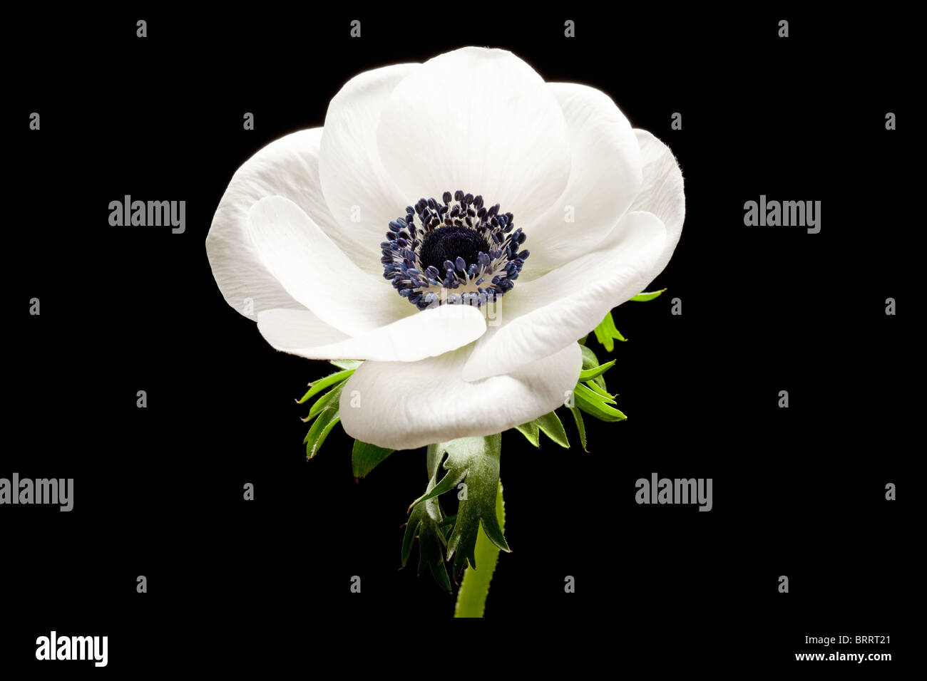 Schwarz / weiß-Anemone auf schwarzem Hintergrund isoliert Stockfoto