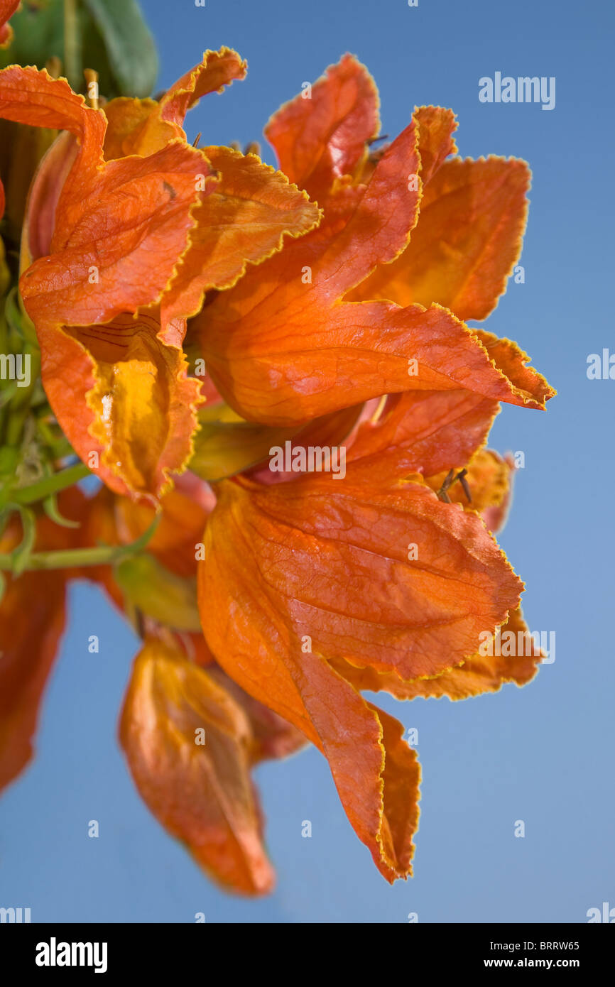 Spathodea Campanulata oder der afrikanischen Tulpenbaum in voller Blüte vor blauem Himmel Stockfoto