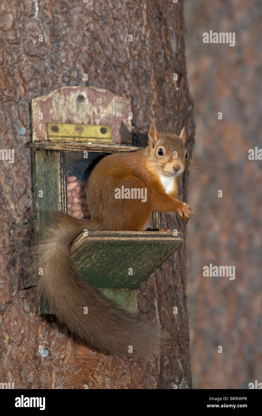 Eichhörnchen auf einem Einspeisepunkt eine Penut Box Dispenser im Speyside Kiefernwald, Highland Schottland gezogen.  SCO 6819 Stockfoto