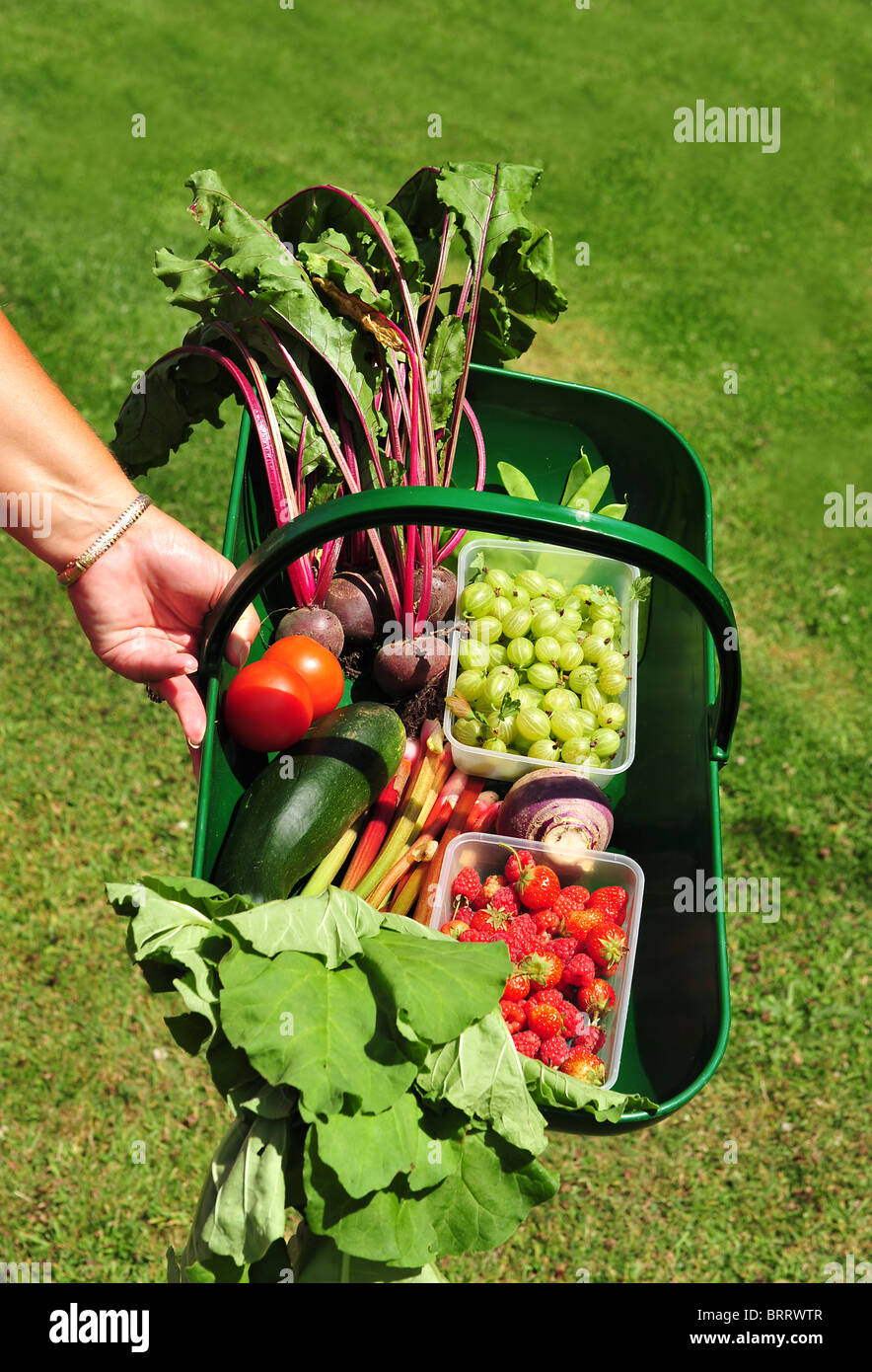 Gärtner-Hand mit Trug voll von frischem Obst und Gemüse. Stockfoto