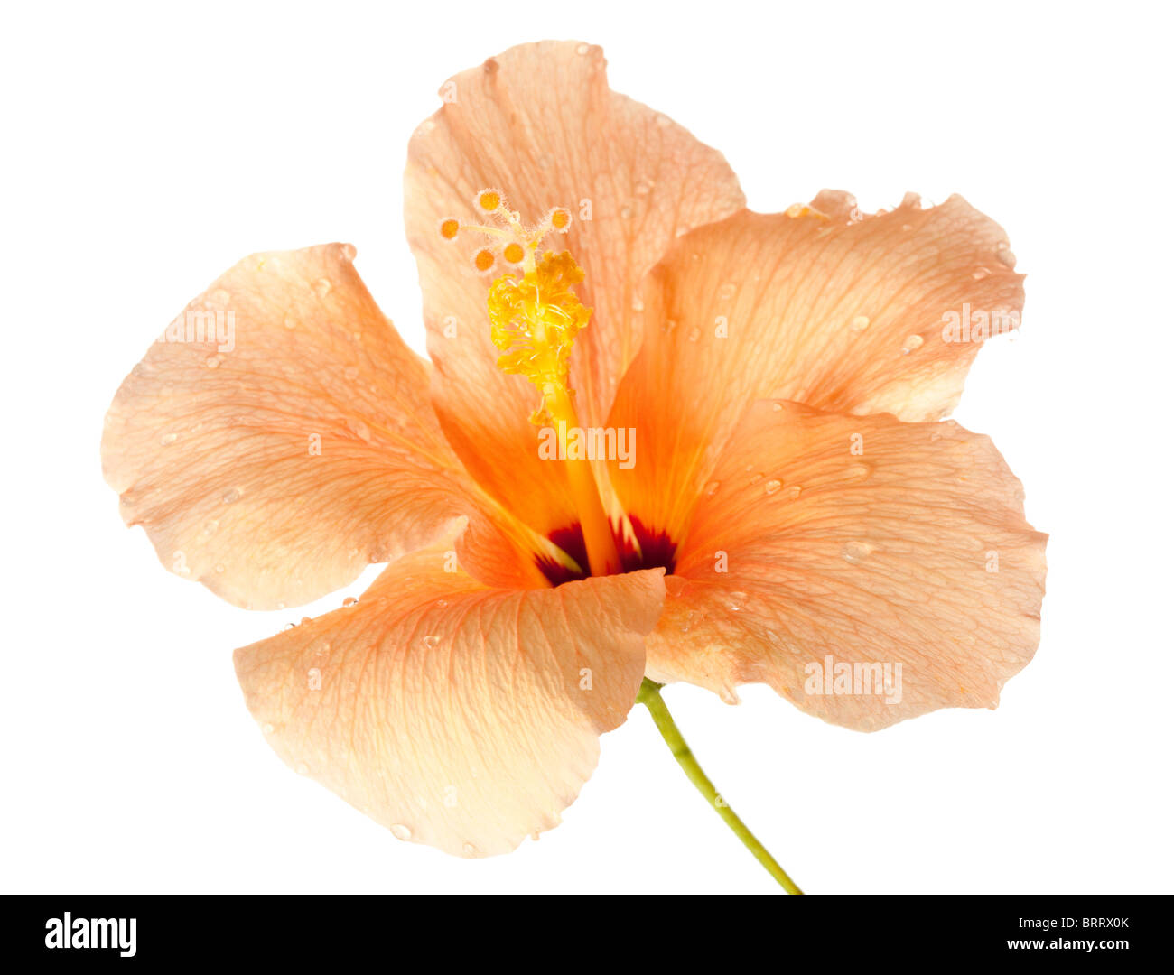 Hibiskusblüte isoliert auf weißem Hintergrund Stockfoto
