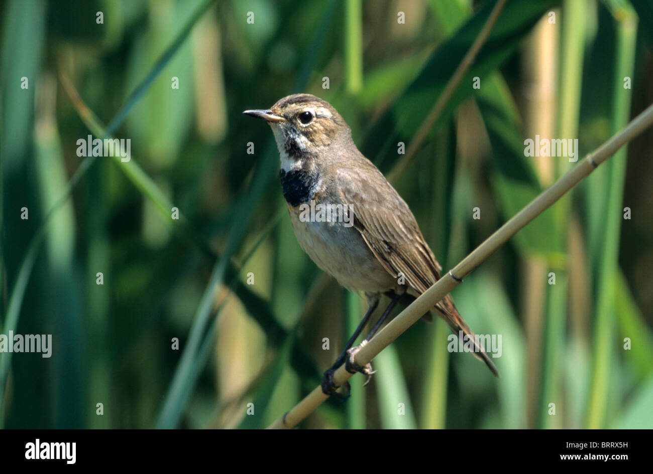 Blaukehlchen (Luscinia Svecica), Weiblich, Hortobagy Seen, Ungarn Stockfoto