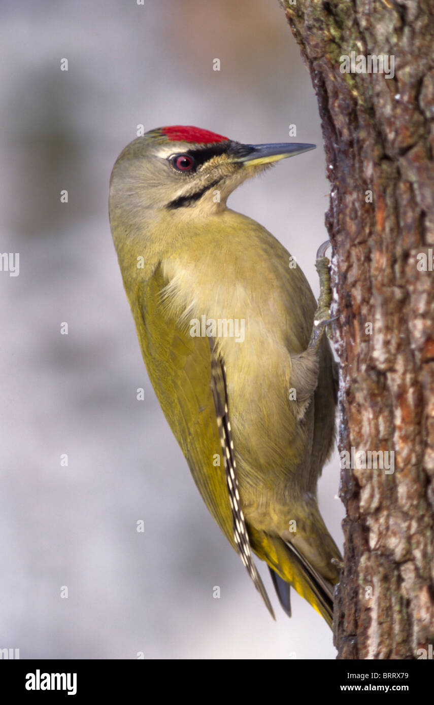 Grünspecht (Picus Viridis), männliche im Winter Futterplatz Stockfoto