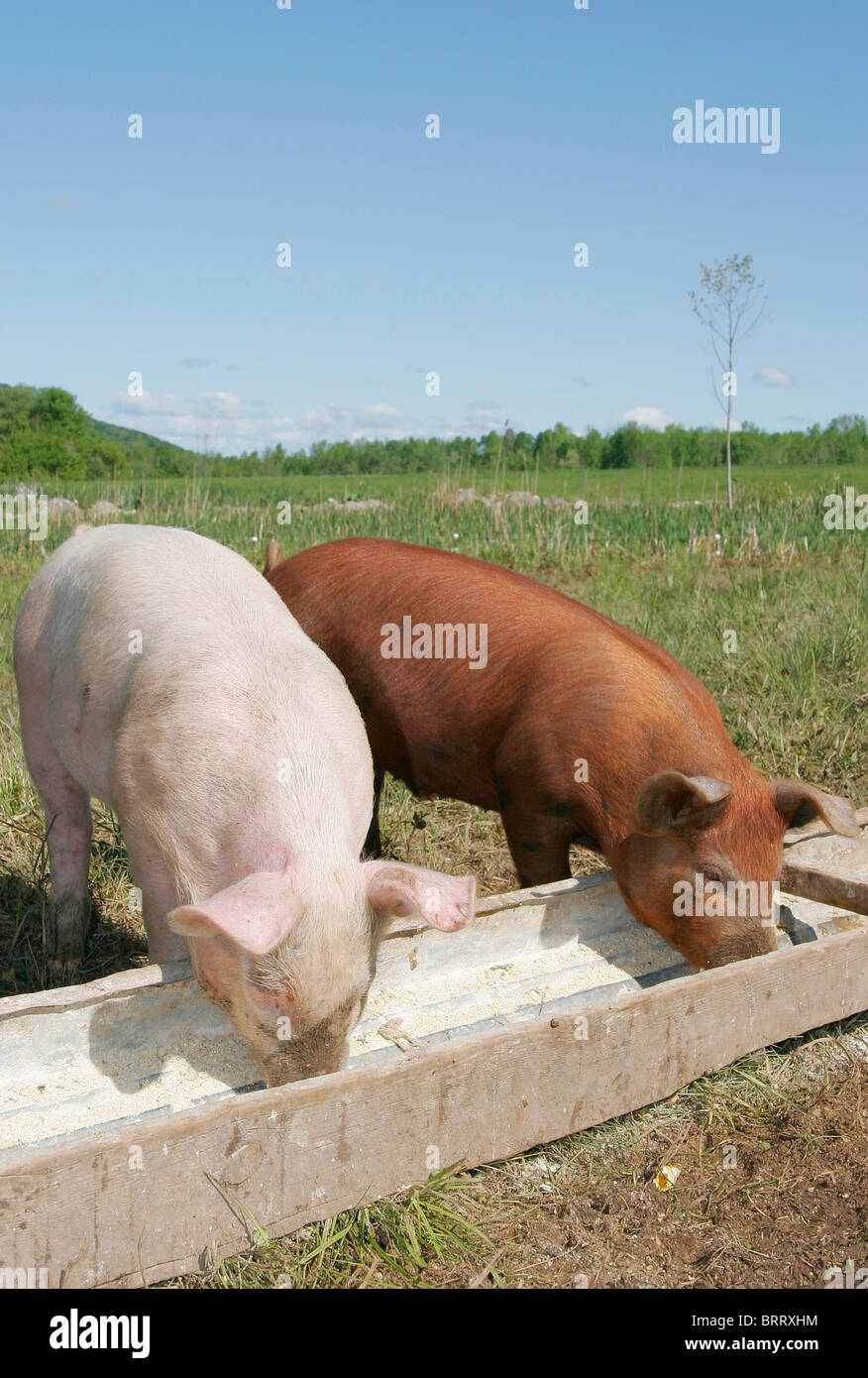 ein paar Schweine in einem Trog gemeinsam essen Stockfoto