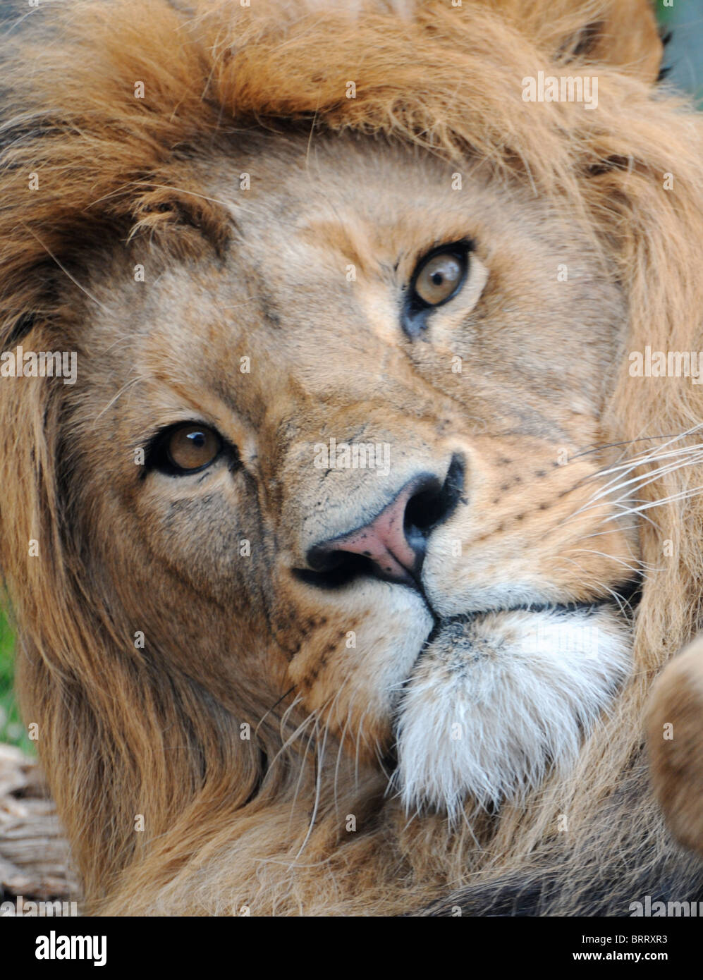 Afrikanischer Löwe Blick in die Kamera Stockfoto