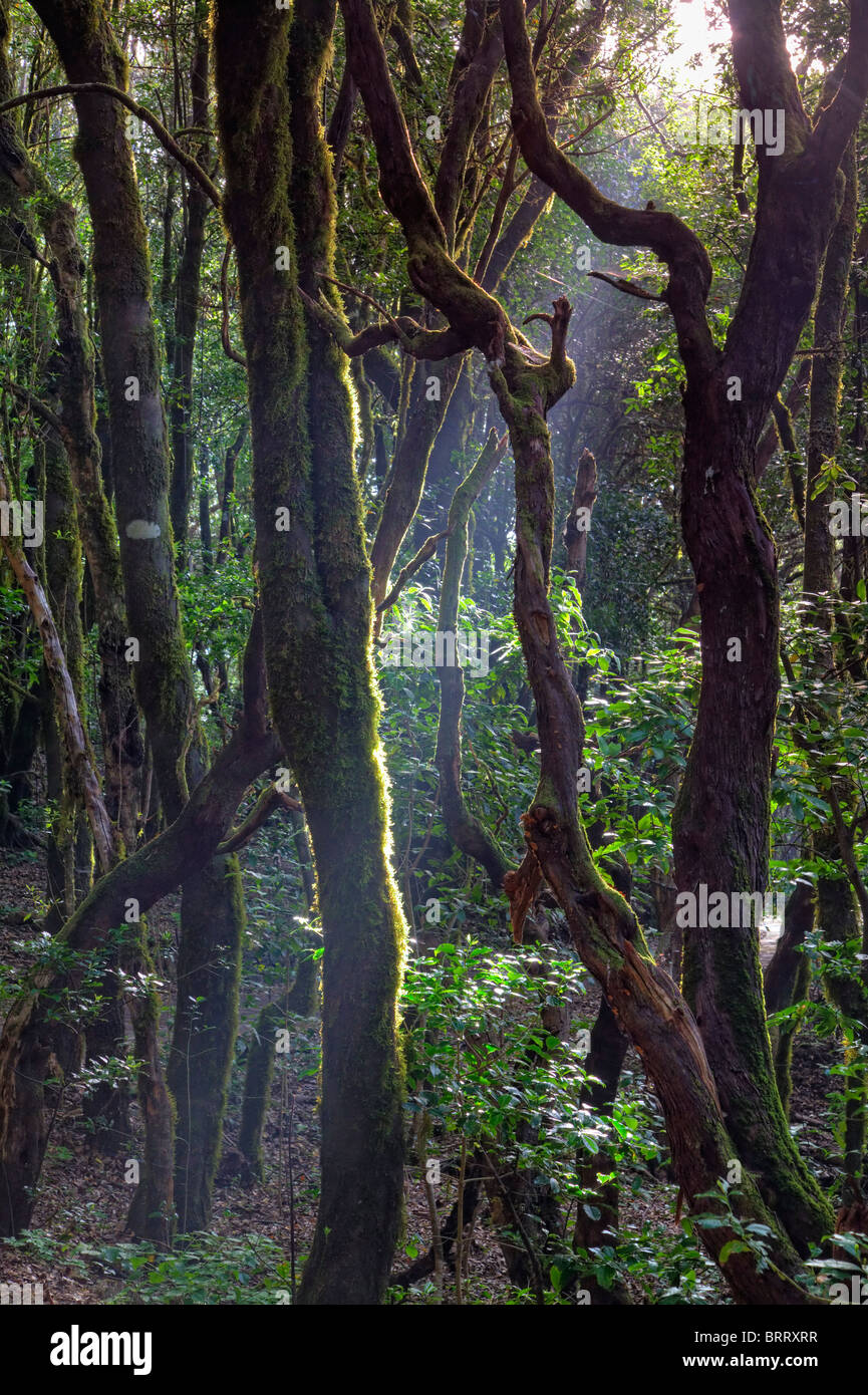Wald lorbeer Stockfotos und bilder Kaufen Alamy