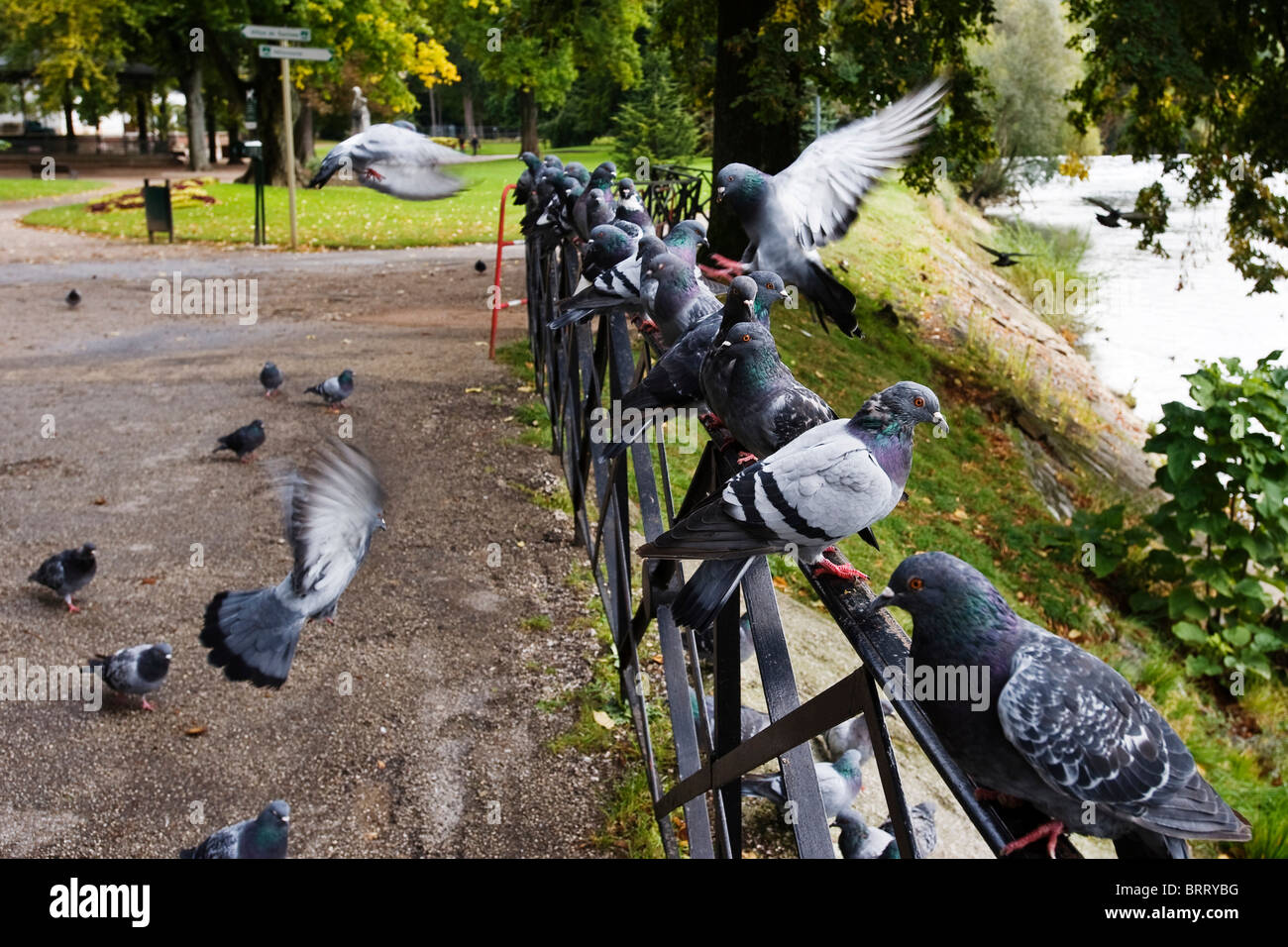 Tauben in einem Park, Besancon, Franche, Frankreich Stockfoto