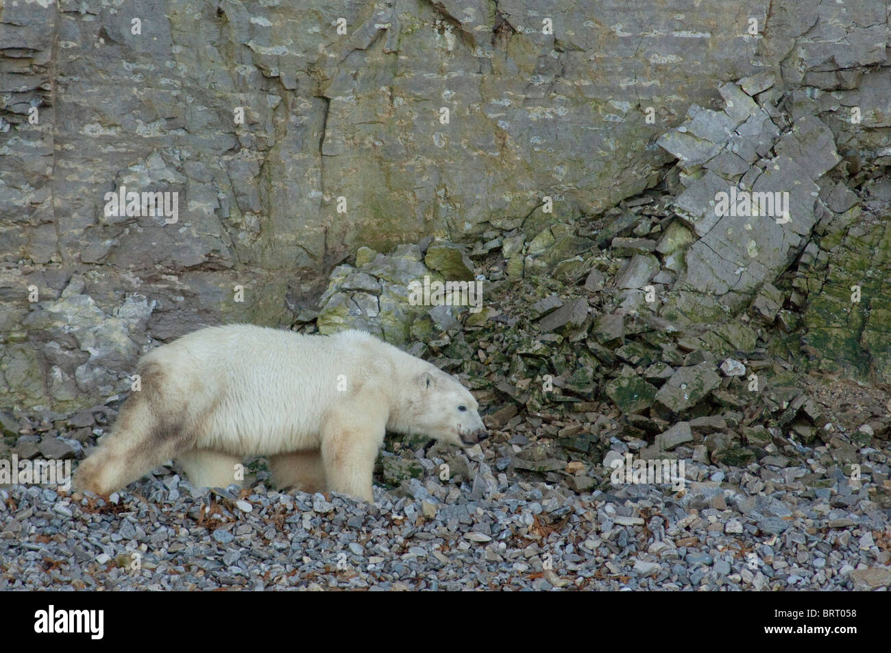 Kanada, Nunavut, Qikiqtaaluk Region, Akpatok Insel. Unbewohnte Insel, größte Ungava Bay. Eisbär. Stockfoto