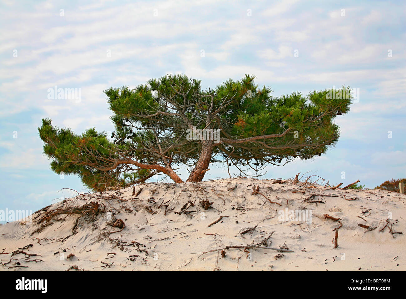 High Definiton Baum Porträt sitzen auf einem sandigen Hügel am Strand Stockfoto