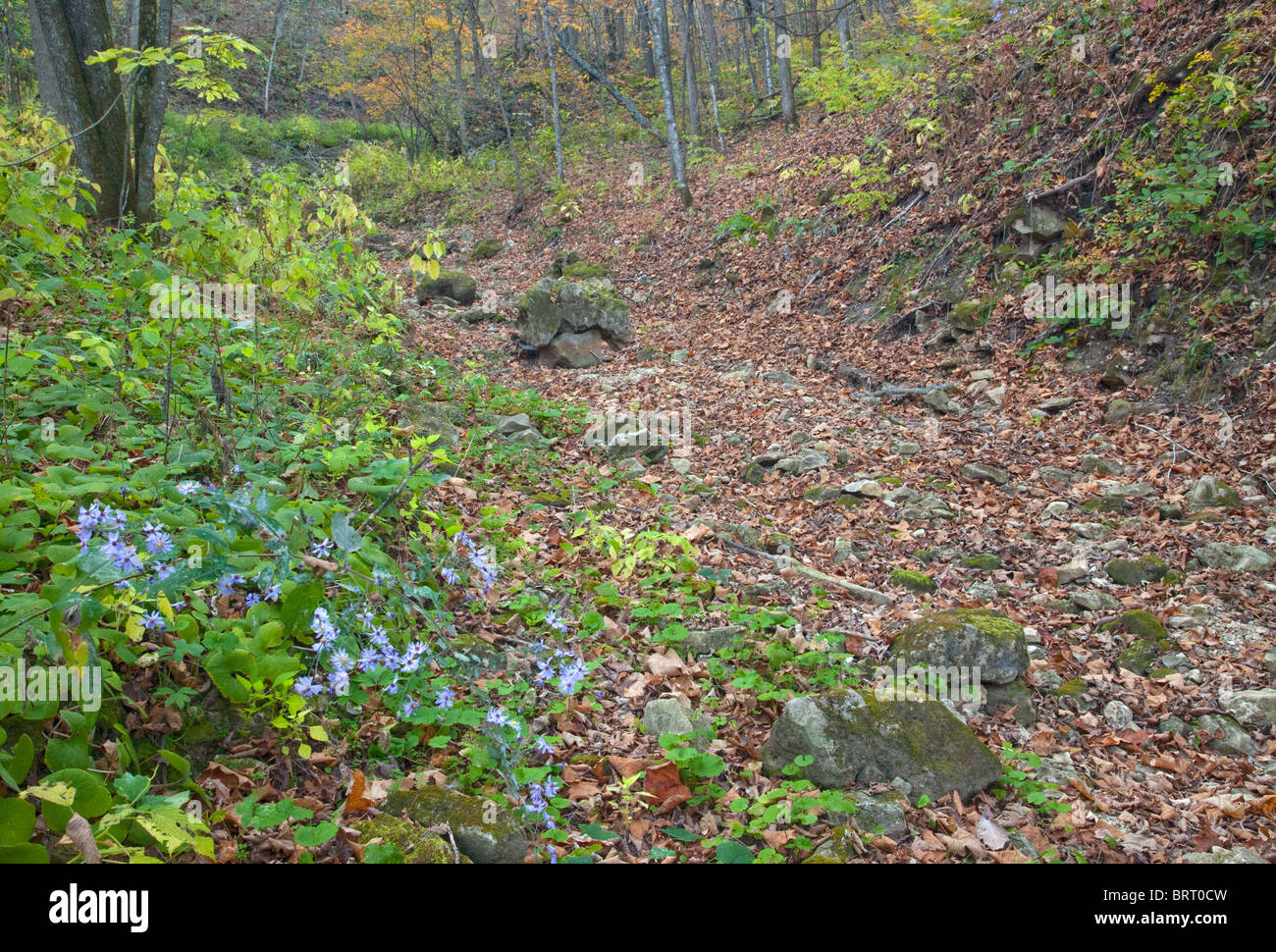 Dry Creek Paint Creek Unit, Yellow River State Forest, Allamakee County, Iowa Stockfoto