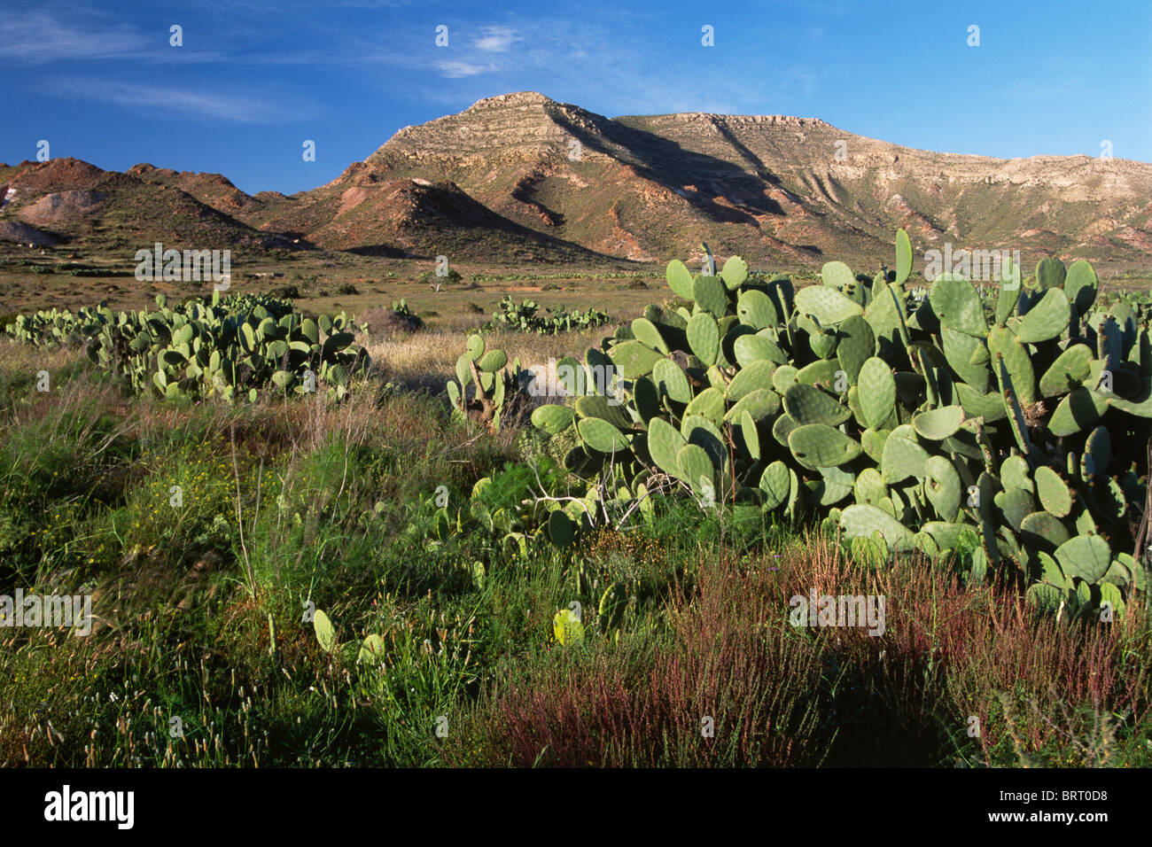 Landschaft in Cabo de Gata-Níjar Natural Park, Almeria, Andalusien, Spanien, Europa Stockfoto