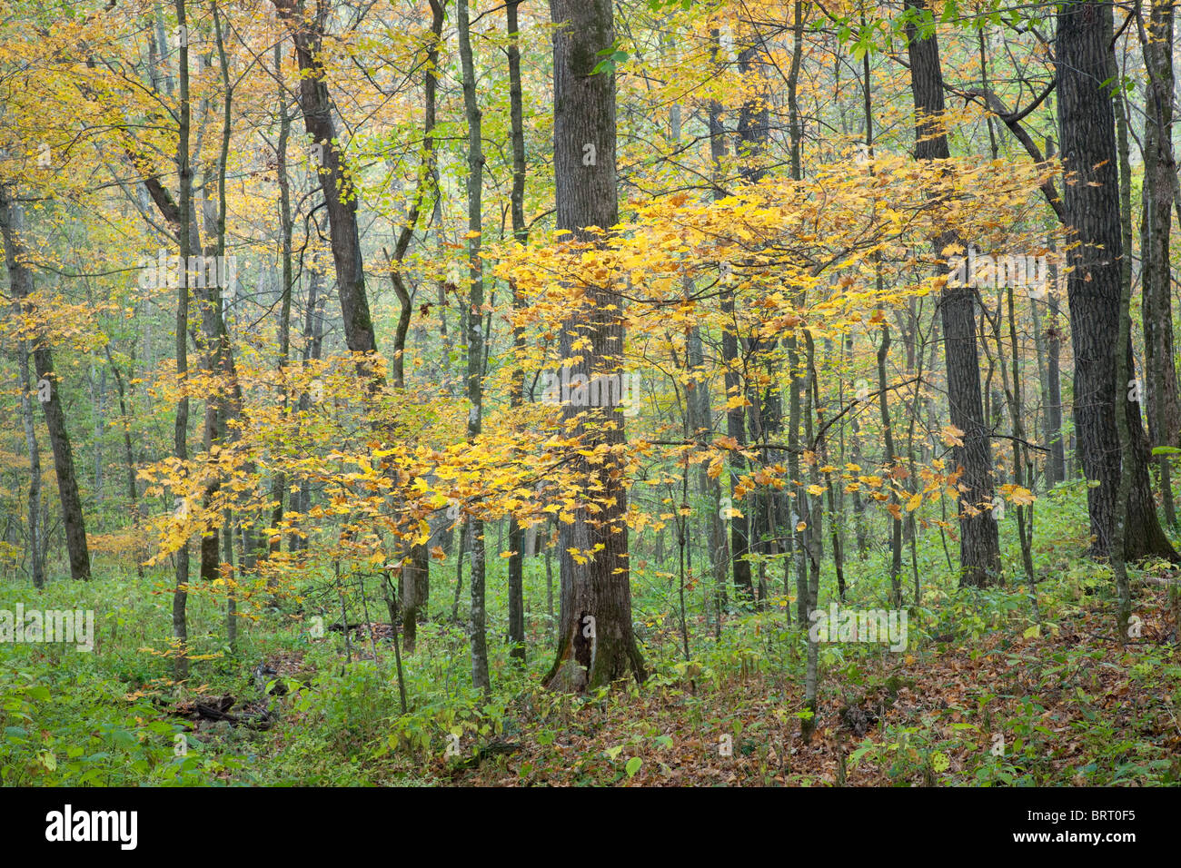 herbstliche Bäume Paint Creek Unit, Yellow River State Forest, Allamakee County, Iowa Stockfoto