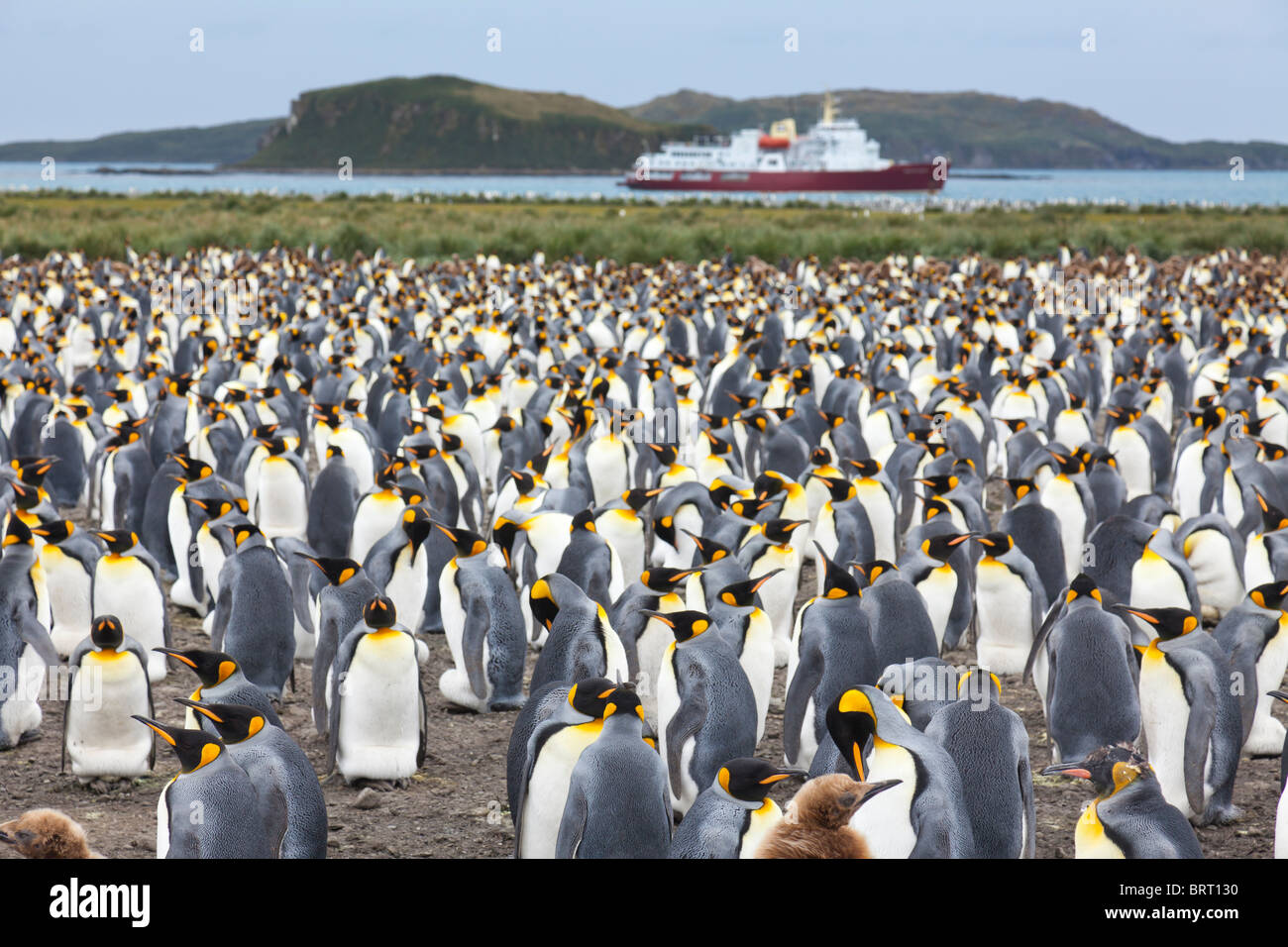 König Pinguin-Kolonie bei Salisbury Plain, South Georgia Island Stockfoto