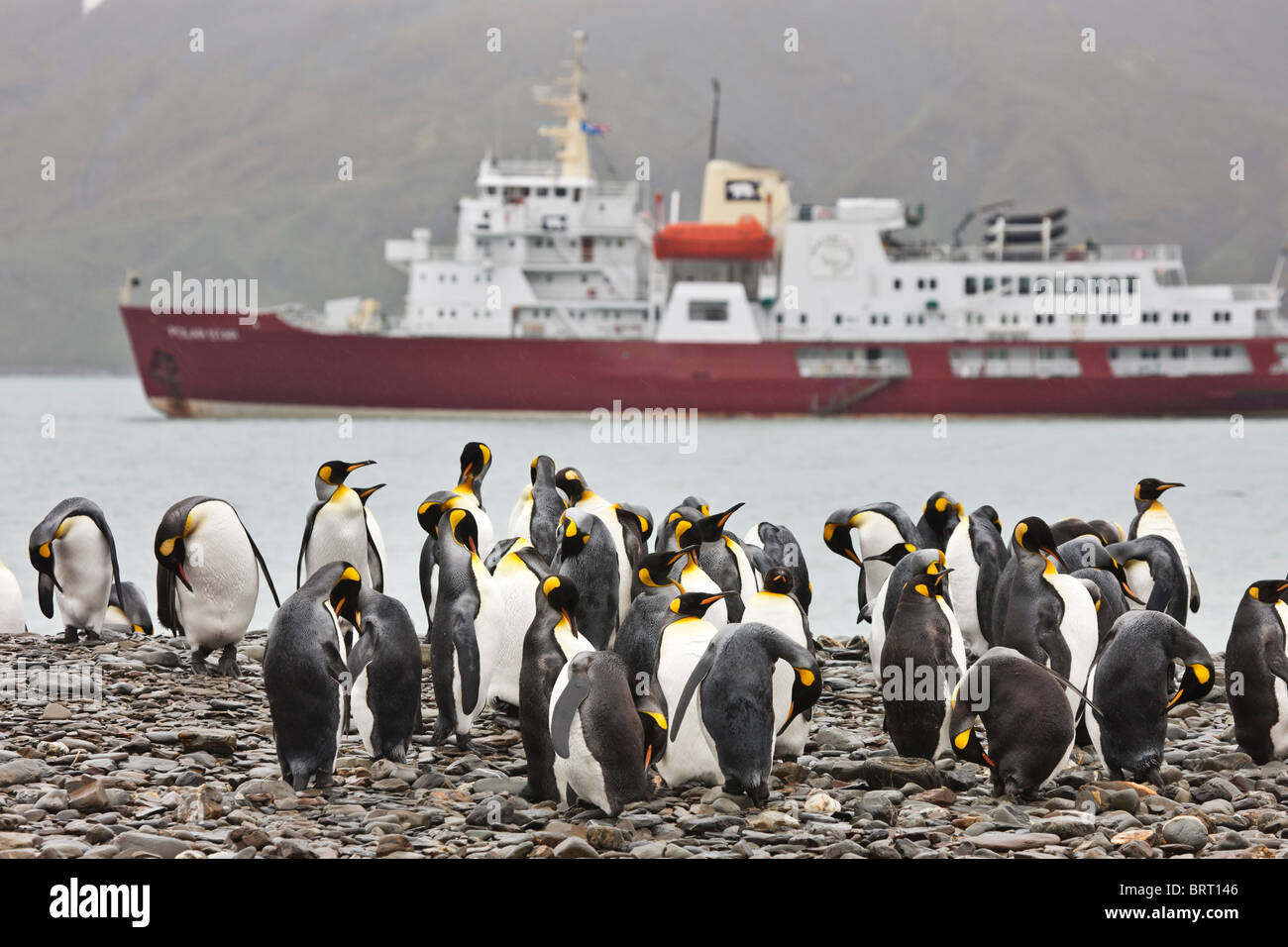König Penguins, M/V Polar Star, Fortuna Bay, South Georgia Island Stockfoto
