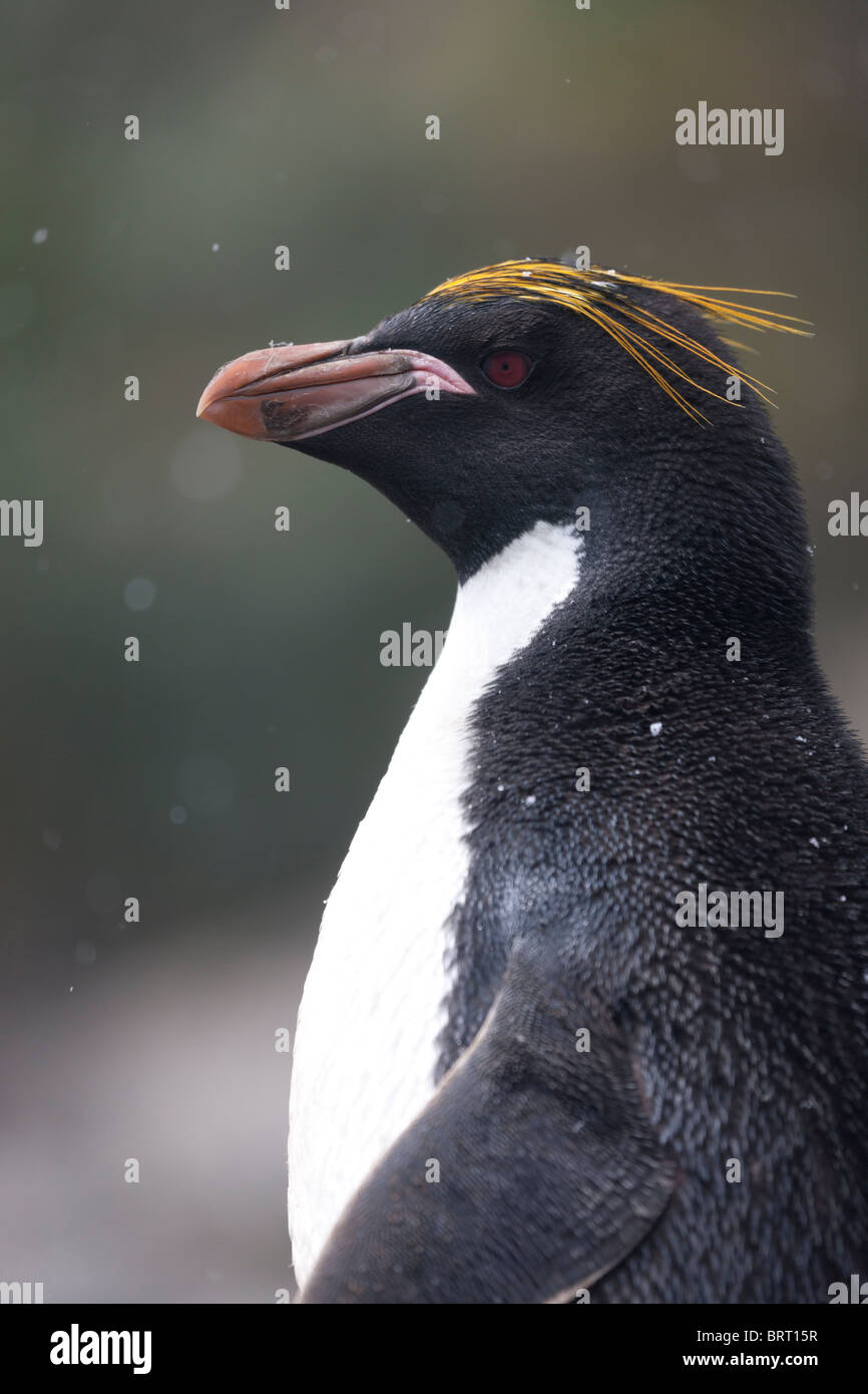 Makkaroni Pinguine am Herkules Bay, South Georgia Island. Stockfoto