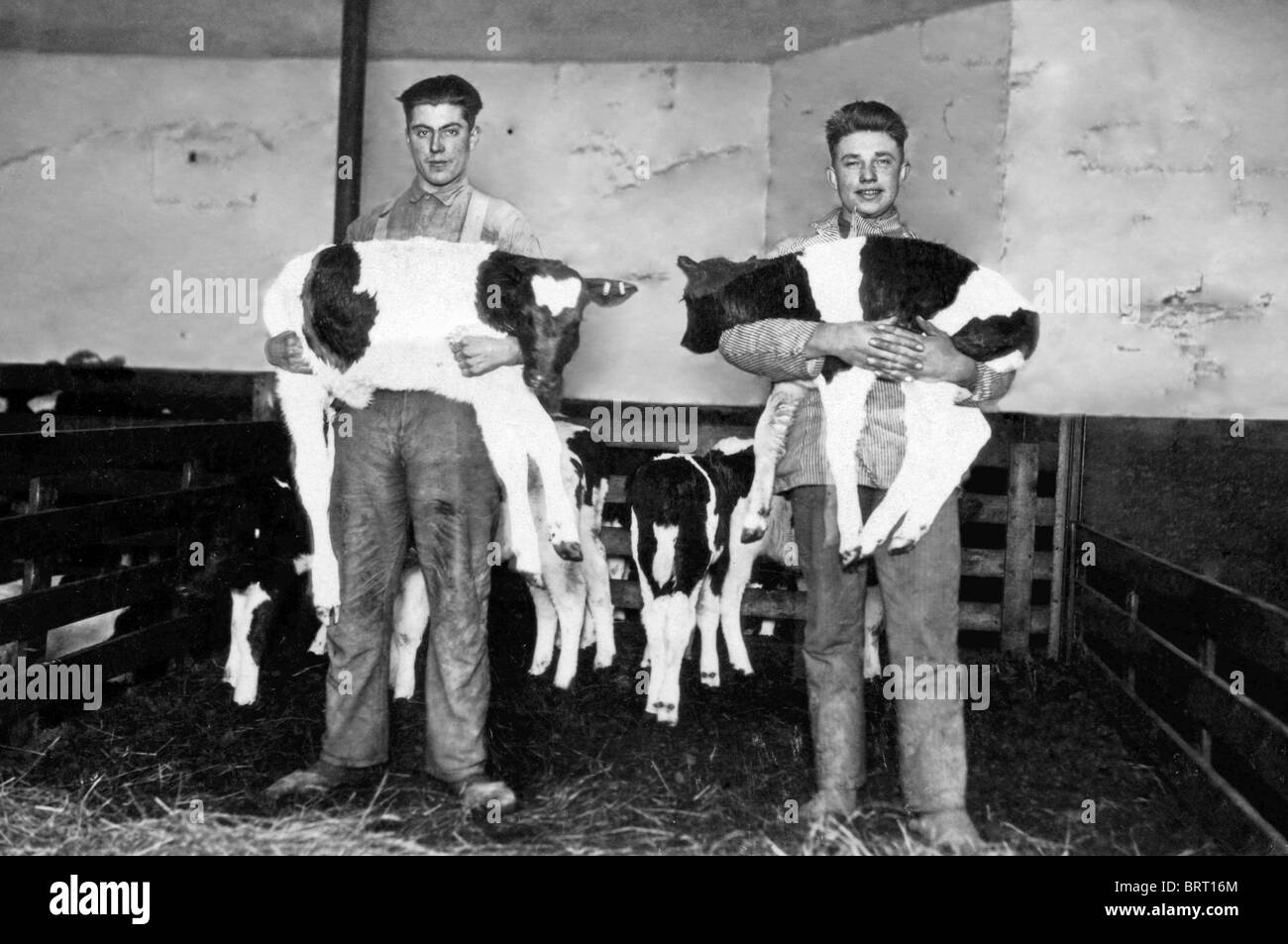 Zwei Bauern halten Kälber, historisches Foto, um 1930 Stockfoto
