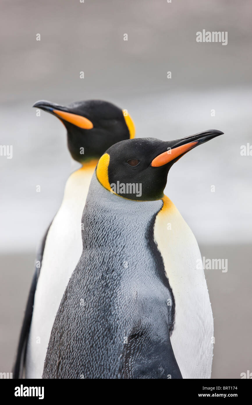 König Pinguine, Salisbury Plain, South Georgia Island Stockfoto