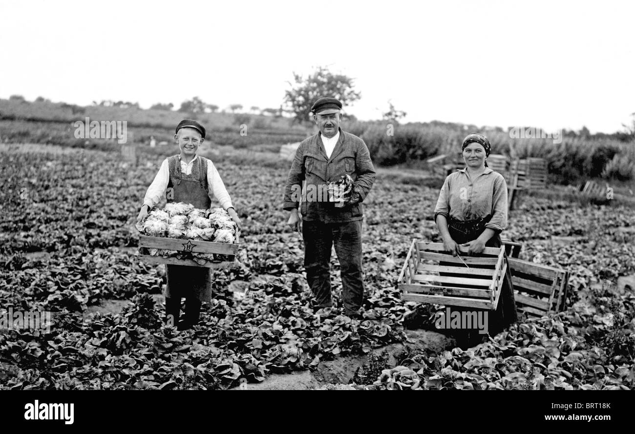 Landwirte auf eine Kohlkopffeld, historische Aufnahme, um 1922 Stockfoto