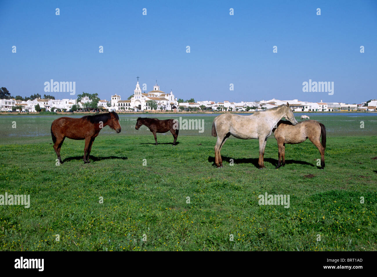 Andalusische Pferde in freier Wildbahn, vor dem Dorf El Rocio, Donana Nationalpark, Andalusien, Spanien, Europa Stockfoto
