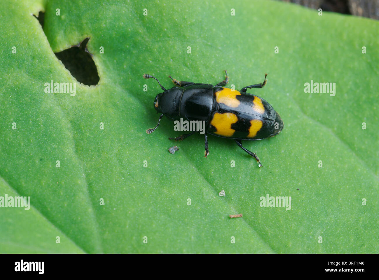 Picknick-Käfer, Glischrochilus Fasciatus auf einem grünen Blatt. Stockfoto