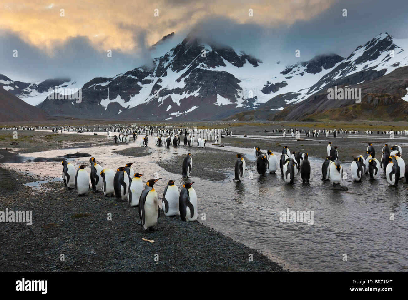 König Pinguine, rechts Whale Bay, westlichen South Georgia Island Stockfoto