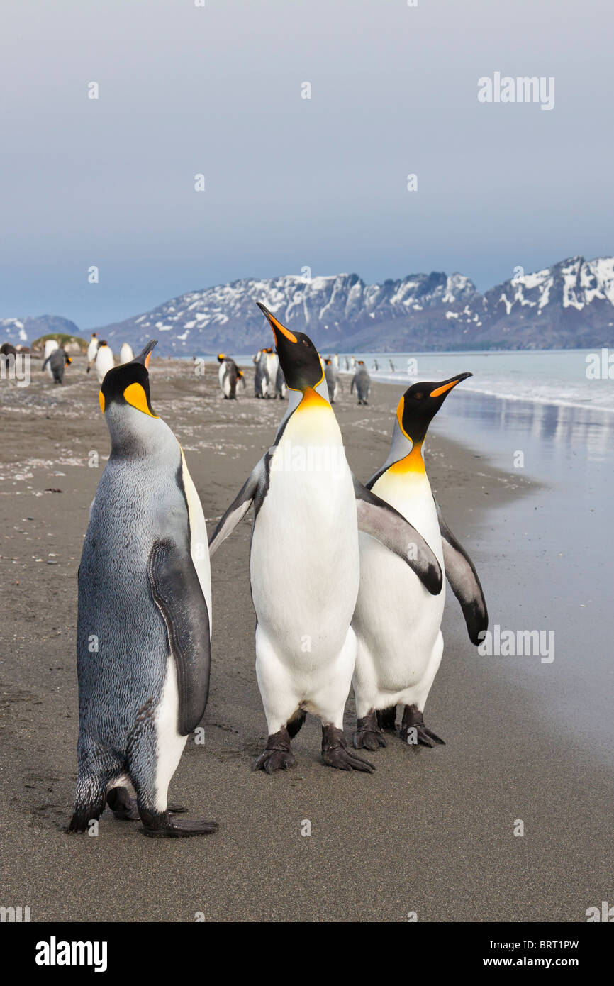 König Pinguine, Salisbury Plain, South Georgia Island Stockfoto