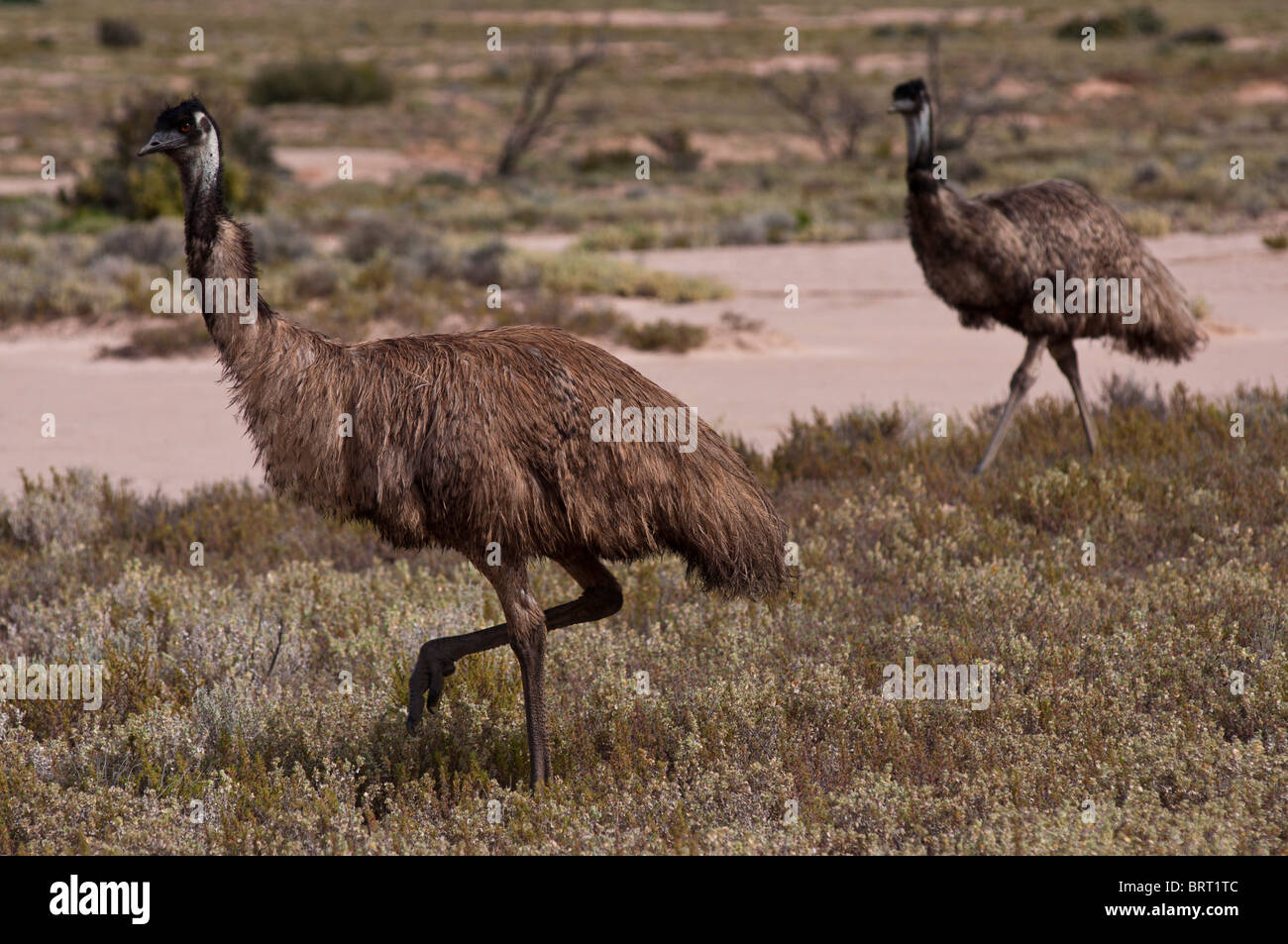 WWU roaming Wild in wüstes Land in der Nähe von Broken Hill in New South Wales Stockfoto