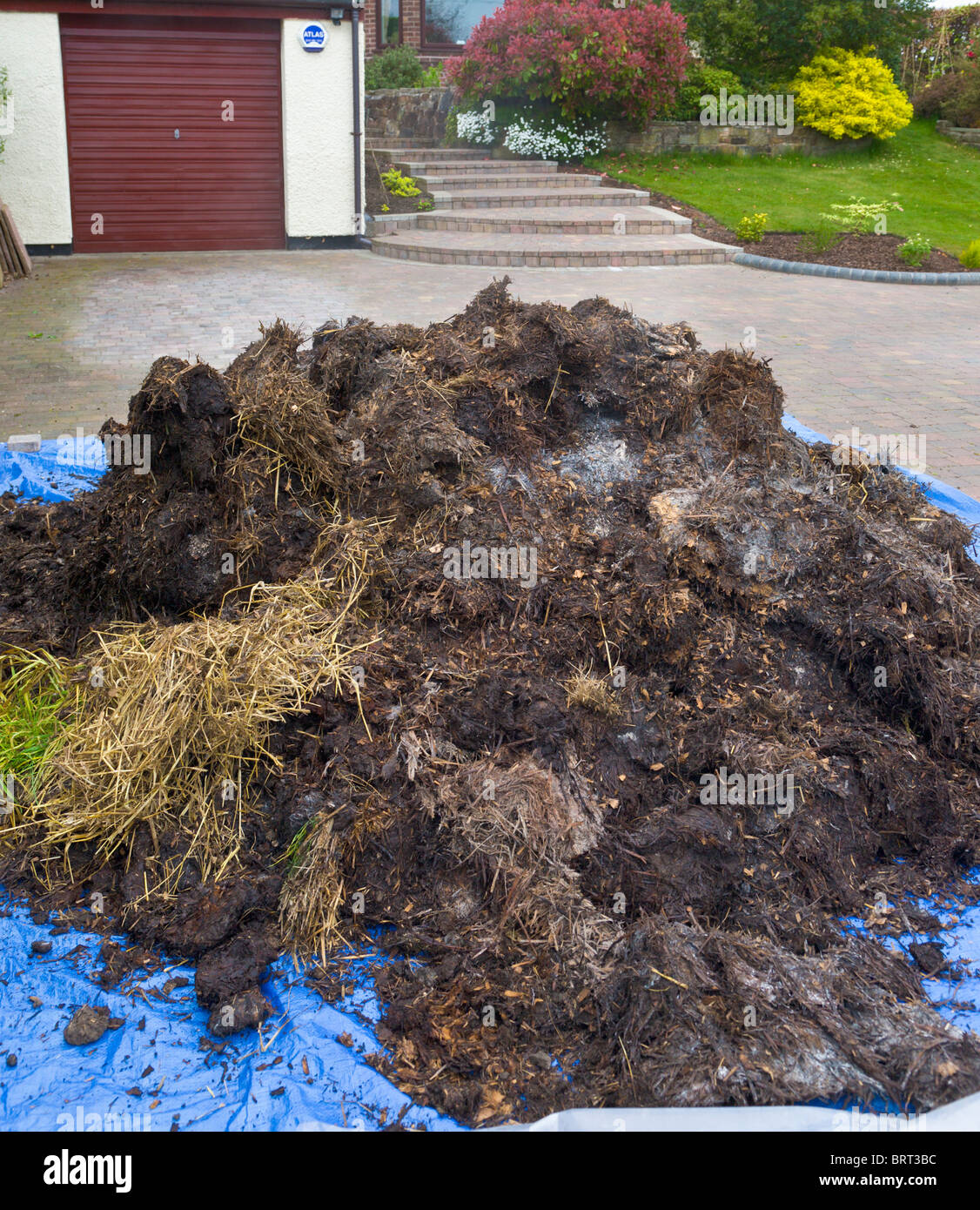 Lieferung von Pferdemist auf Frontantrieb, Wirral, Merseyside, England Stockfoto