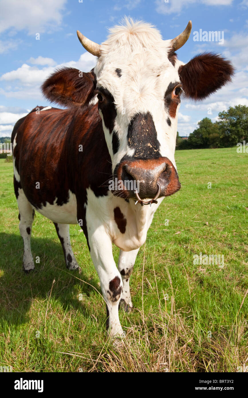 Nahaufnahme einer Kuh im Gebiet der Normandie, Frankreich, Europa Stockfoto