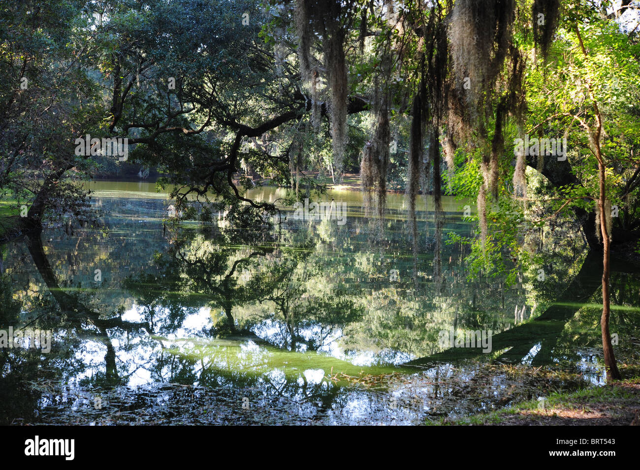 Gespiegelten Reflexion von Moos und Baum Zweige im Sumpf Wasser Landing Charleston, SC State Park, USA Stockfoto