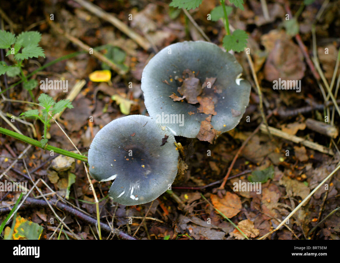 Anis-Cap, Anis Trichter oder blau-grüne Clitocybe, Clitocybe Odora, Tricholomataceae Stockfoto