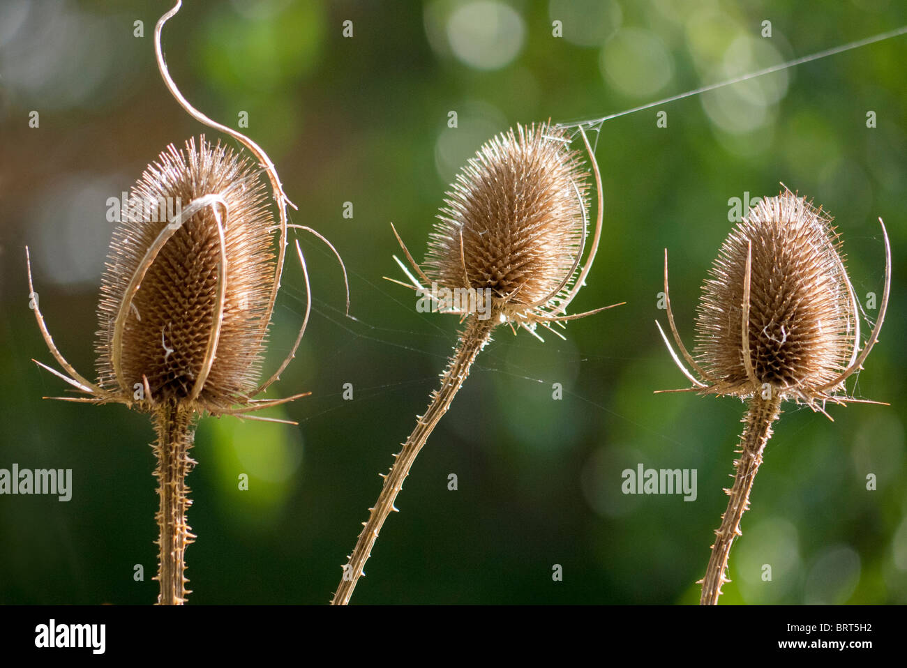 Teazle Köpfe in der Sonne 2 Stockfoto