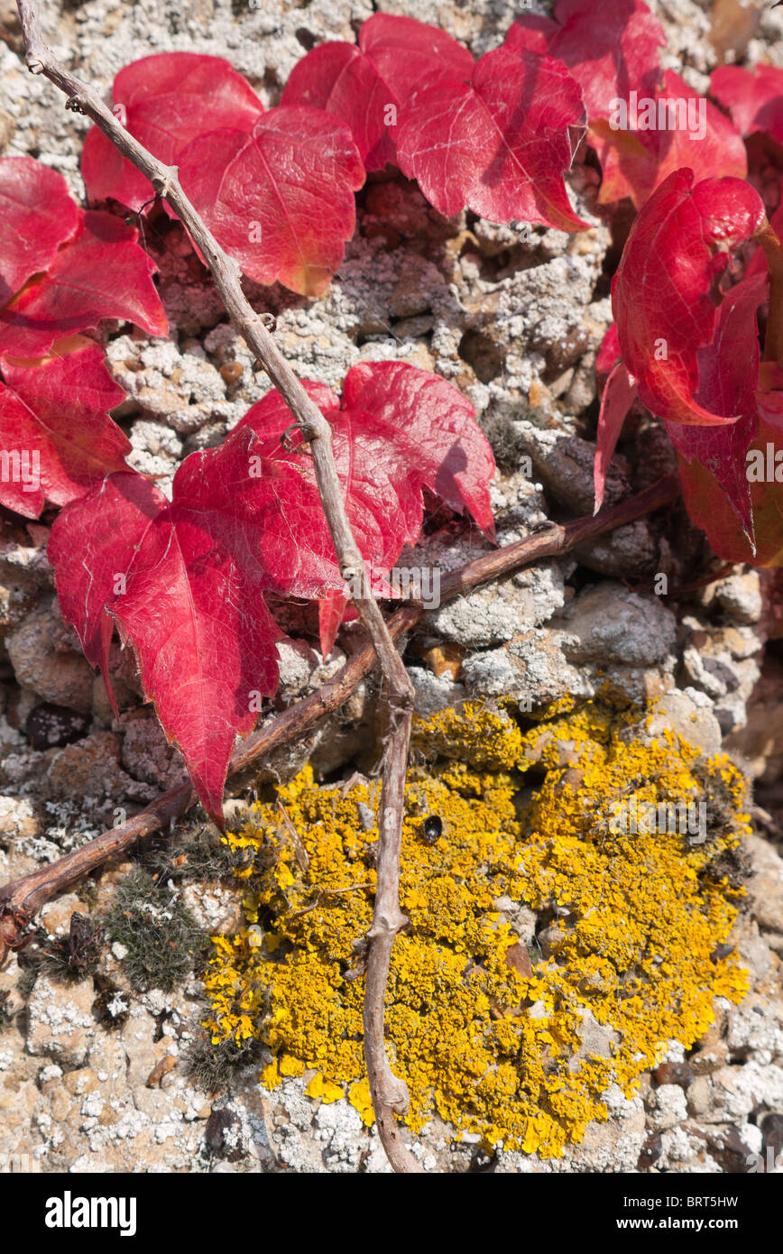 Boston-Efeu und Flechten im Herbst Stockfoto