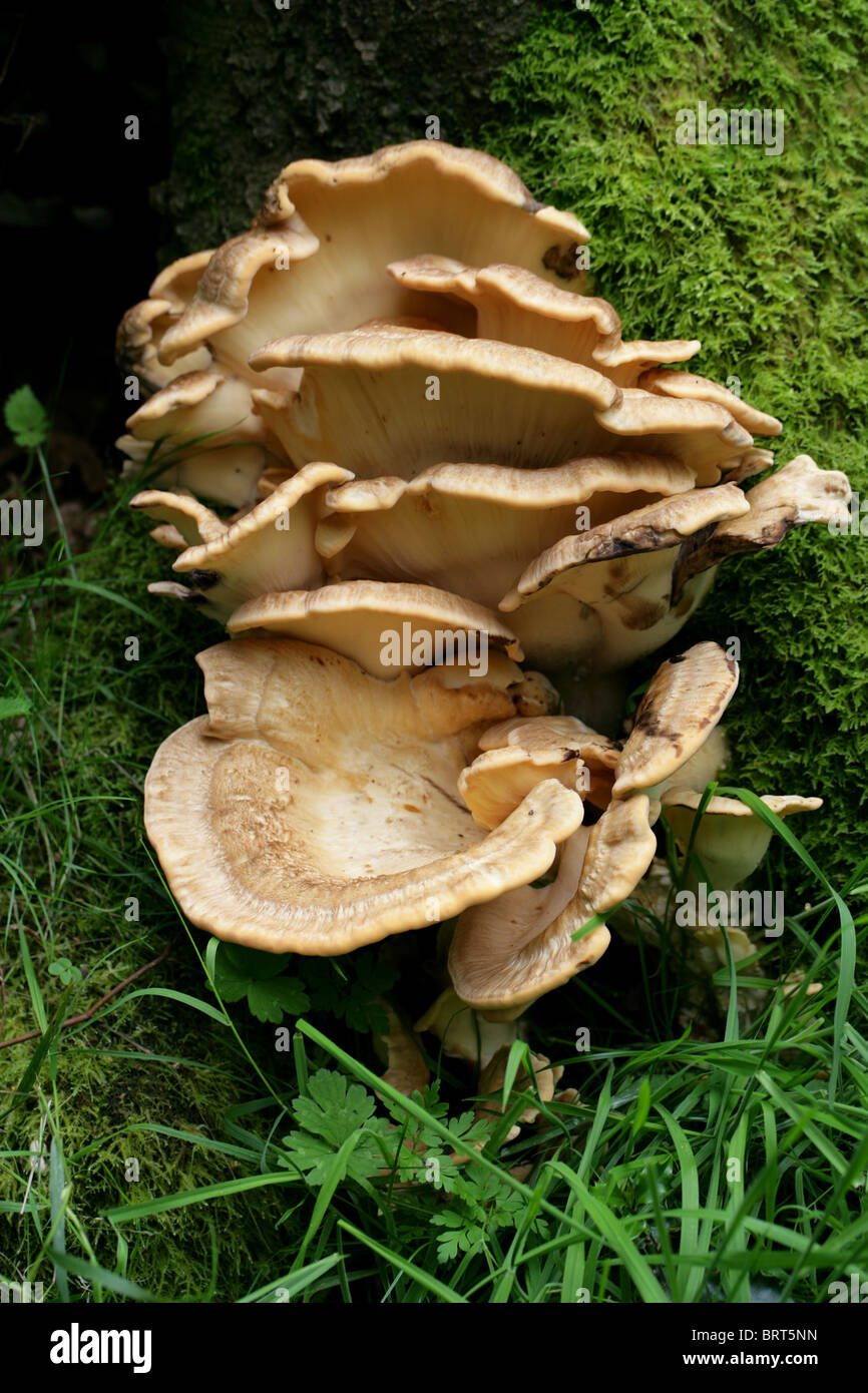 Riesige Polypore Pilz, Meripilus Giganteus (Polyporus Giganteus, Grifola Gigantea), Meripilaceae Stockfoto