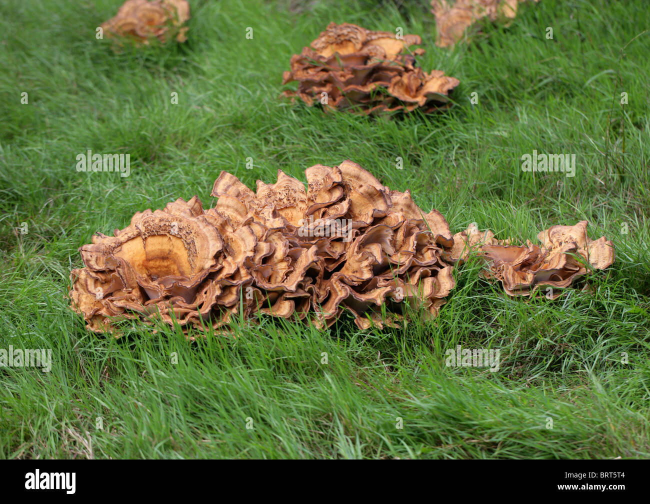 Riesige Polypore Pilz, Meripilus Giganteus (Polyporus Giganteus, Grifola Gigantea), Meripilaceae Stockfoto