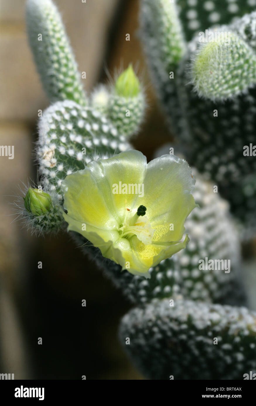 Bunny Ohren Kaktus, Bunny Kaktus oder Polka-Dot Kaktus, Opuntia Microdasys,  Cactaceae, zentral- und Nordmexiko Stockfotografie - Alamy