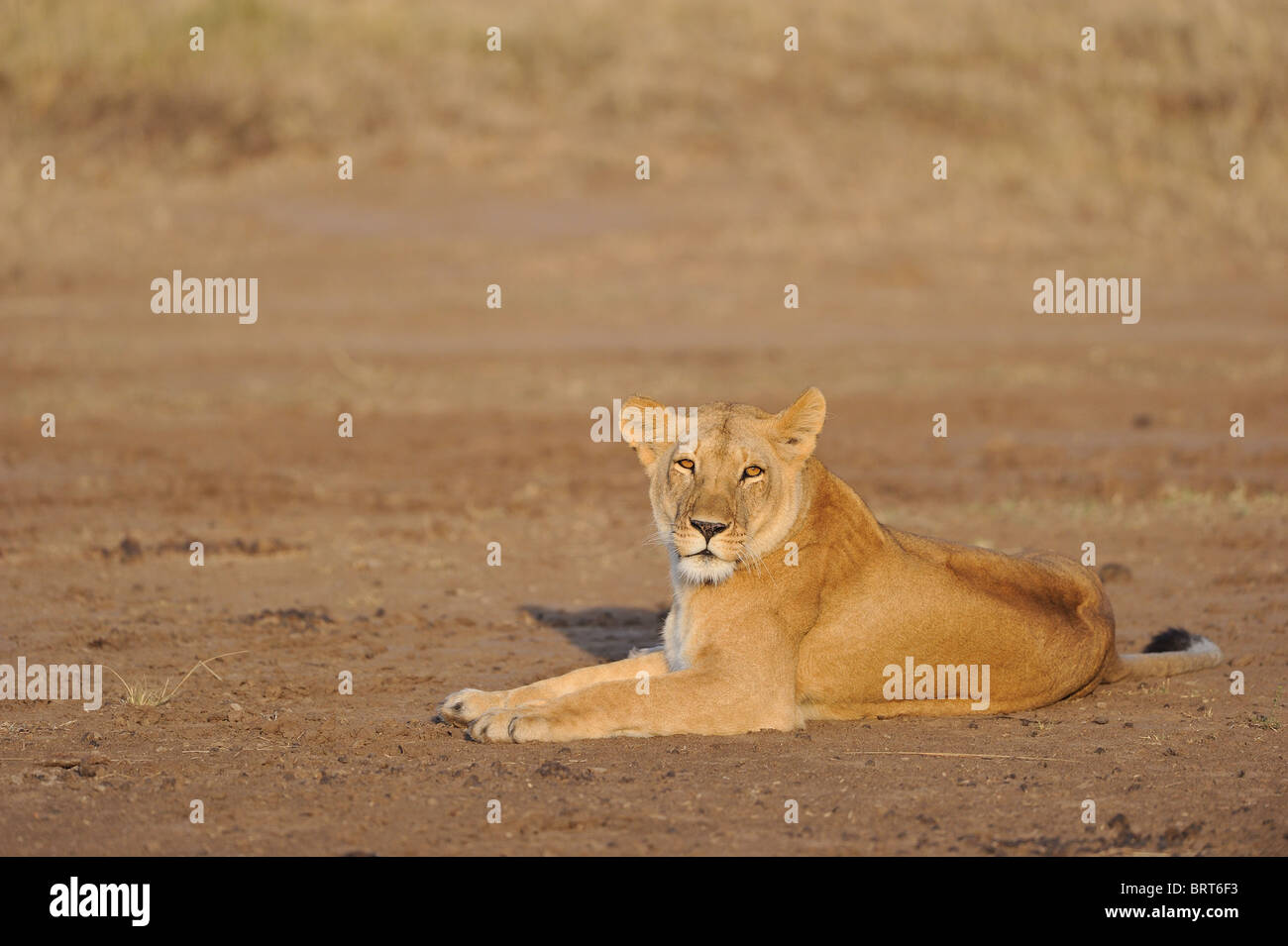 East African Lion - Massai-Löwe (Panthera Leo Nubica) Löwin auf dem Boden liegend, bei Sonnenaufgang - Massai Mara - Kenia - Ost-Afrika Stockfoto