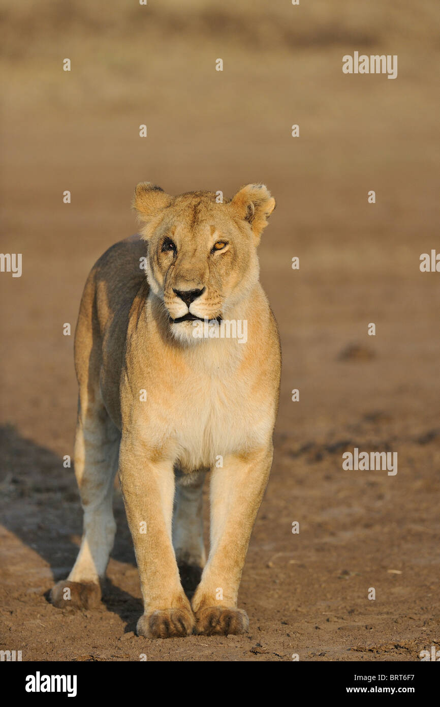 East african Lion - Massai-Löwe (Panthera Leo Nubica) einäugige Löwin - Massai Mara - Kenia - Ost-Afrika Stockfoto