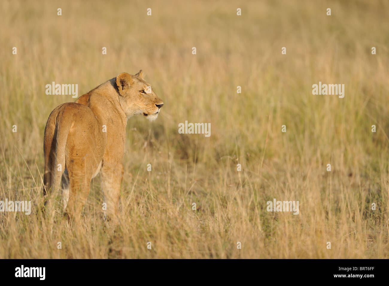 East African Lion - Massai-Löwe (Panthera Leo Nubica) Löwin stehend in dem hohen Rasen bei Sonnenaufgang Stockfoto