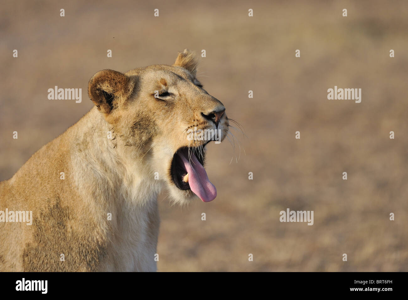 East African Lion - Massai Löwe (Panthera Leo Nubica) Porträt einer Löwin Gähnen bei Sonnenaufgang Stockfoto