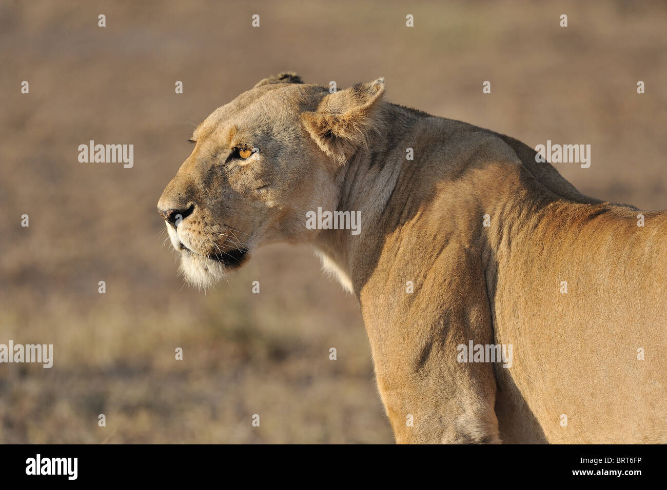 East African Lion - Massai Löwe (Panthera Leo Nubica) Porträt einer Löwin bei Sonnenaufgang - Massai Mara - Kenia - Ost-Afrika Stockfoto