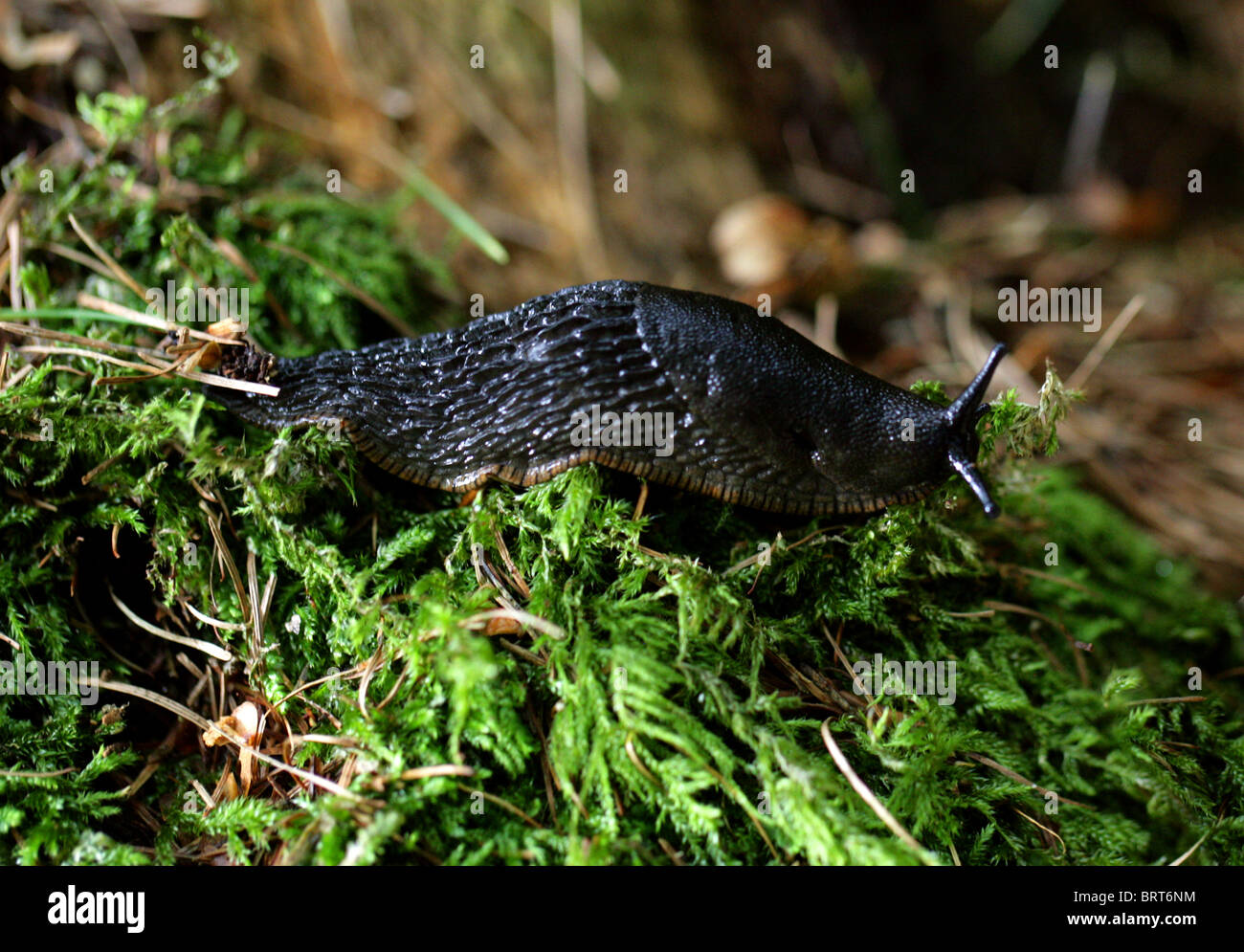 Schwarze Schnecke, Black Arion, Europäische schwarz Slug oder große schwarze Nacktschnecke, Arion Ater, Arionidae, Mollusca. Stockfoto