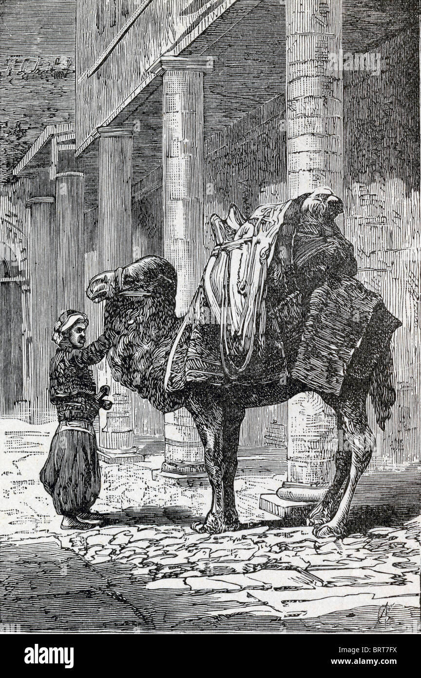 100 Jahre alte Lithographie von Kamel Stockfoto