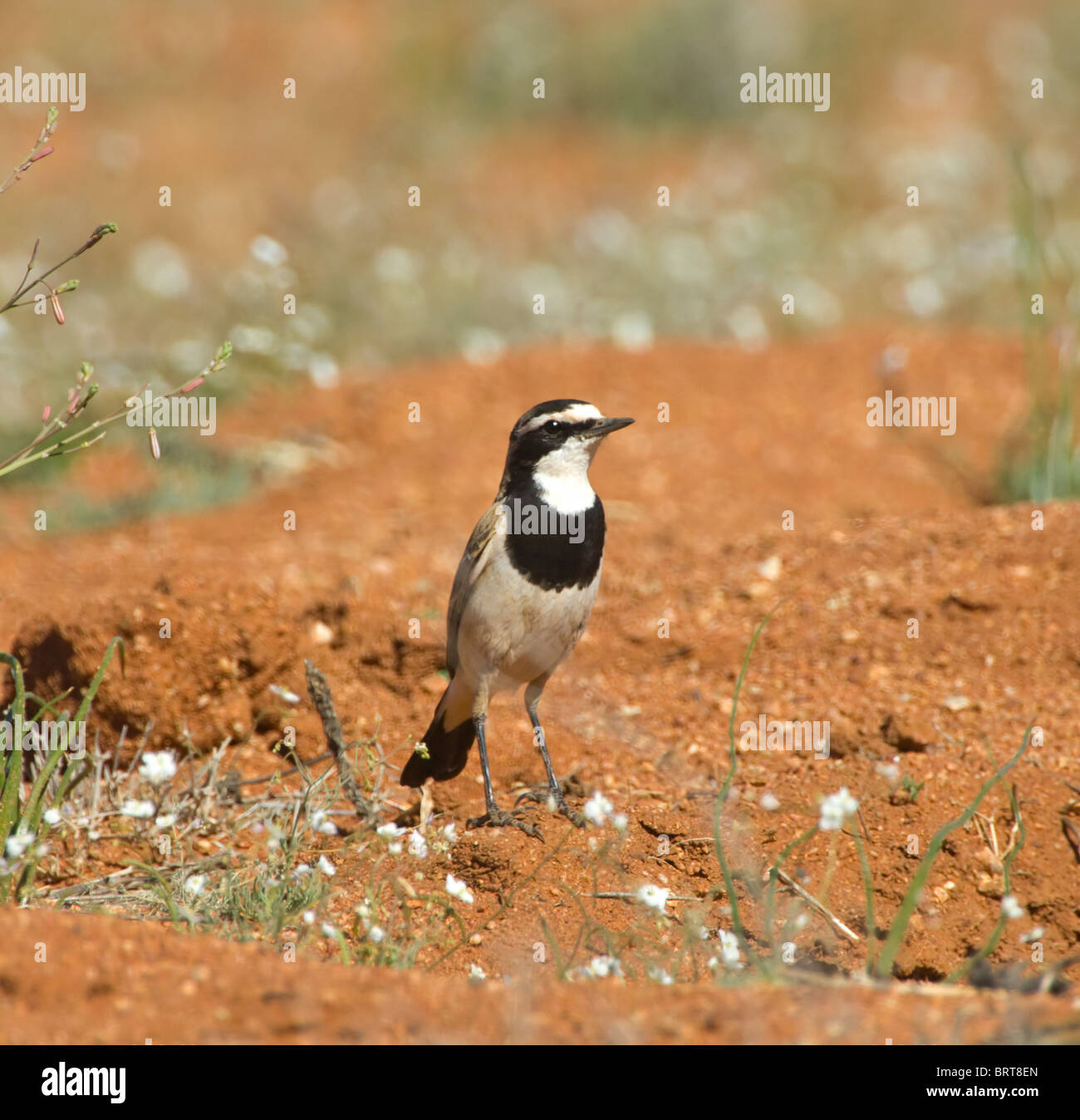 Angeschnittene Ärmel Steinschmätzer Oenanthe Pileata Goegap Nature Reserve Namaqualand in Südafrika Stockfoto