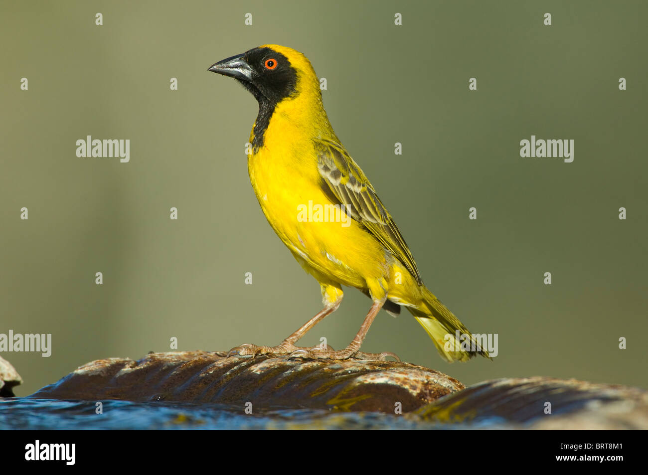 Südlichen maskierte Weber Ploceus Velatus Namaqualand Northern Cape in Südafrika Stockfoto